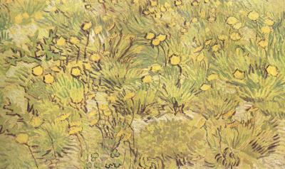  A Field of Yellow Flowers (nn04)